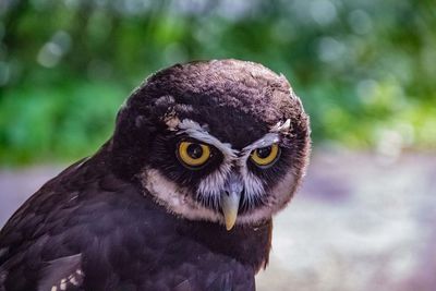 Close-up portrait of owl