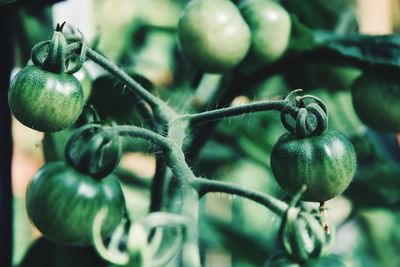 Close-up of fruits growing on plant