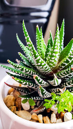 Close-up of succulent plant