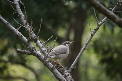 Close-up of bird perching on tree