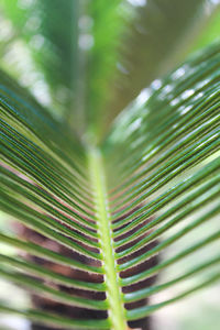 Close-up of palm tree leaves