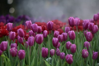 Close-up of pink tulips in field