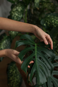 Woman gardener touching lush green monstera leaves in green house. love of plants.