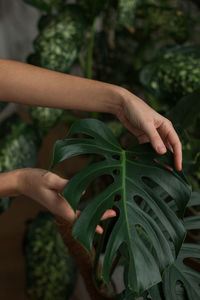 Close-up of hand holding plant