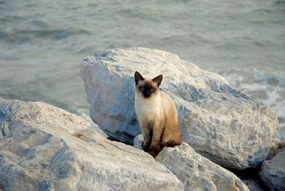 Portrait of cat sitting on rock at beach
