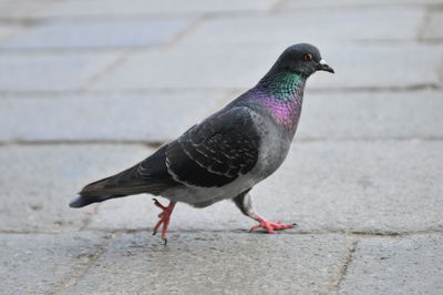 Close-up of pigeon perching on wall