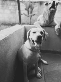 Portrait of dog sitting outdoors