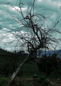 Bare tree in forest against sky