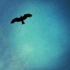 Low angle view of birds flying in sky