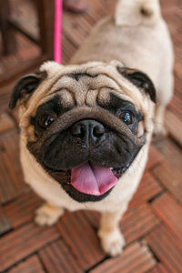 Close-up portrait of a dog