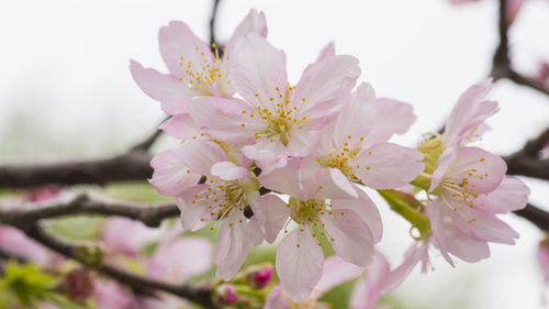 Close-up of pink cherry blossom