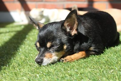 Close-up of dog relaxing on grass