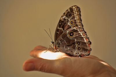 Close-up of hand holding butterfly