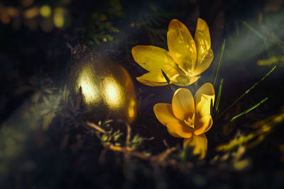 Close-up of yellow crocus blooming outdoors