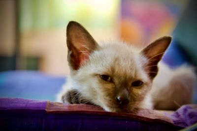 Close-up of a cat