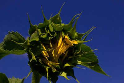 Close-up of sunflower plant against clear blue sky