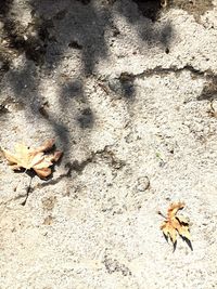 High angle view of crab on sand