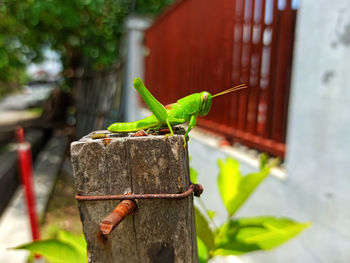 Close-up of bird on wooden post