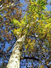 Low angle view of trees against sky