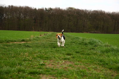 Dog running in grassy field