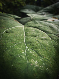 Close-up of wet leaves