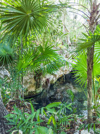 Palm trees in forest