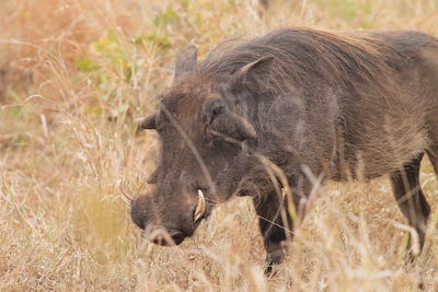 Close-up of warthog  on field