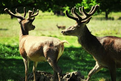 Deer in a field