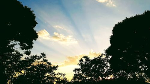 Low angle view of silhouette trees against sky during sunset