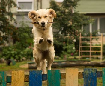 Portrait of dog standing on wood