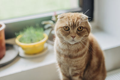Scottish fold ginger cat sitting near window at home