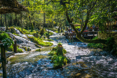 Plants and trees by river in forest