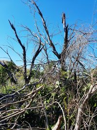 Low angle view of trees against clear blue sky