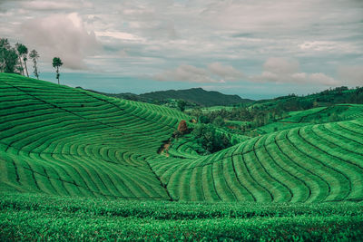 Scenic view of agricultural field against sky