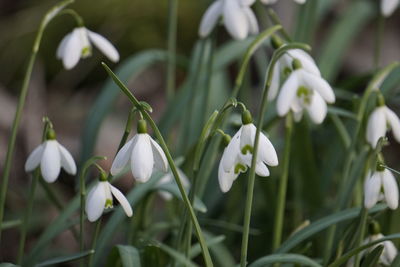 Close-up of white flowering plants