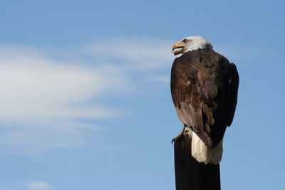 Low angle view of bald eagle perching on wooden post against sky