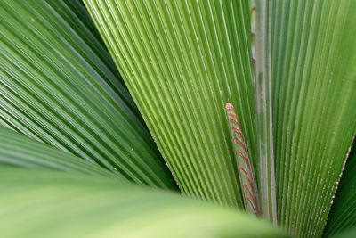 Full frame shot of leaf