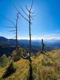 Plants growing on land against sky