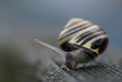 Close-up of snail