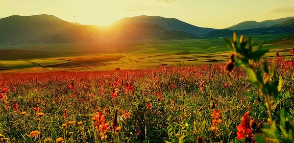 Scenic view of field against sky during sunset