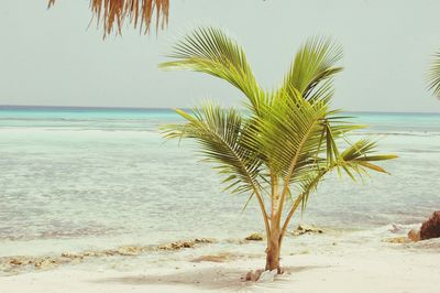 Palm tree at beach