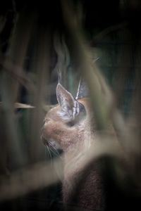 Close-up of kitten sitting outdoors