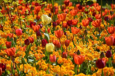 Close-up of tulips in field