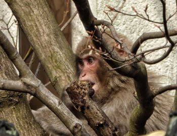 Low angle view of monkey sitting on tree