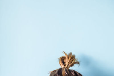 Close-up of woman with hair bun against blue background