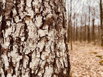 Close-up of tree trunk in forest