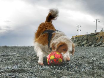 Playing dog