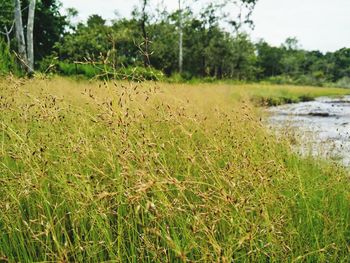 Scenic view of field