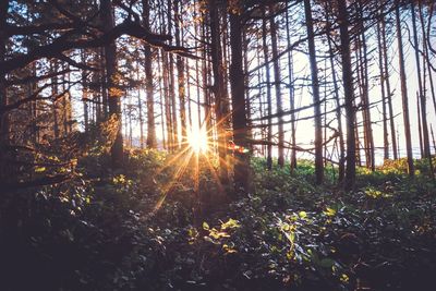 Sunlight streaming through trees in forest