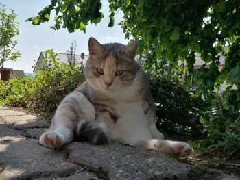 Portrait of cat sitting by tree